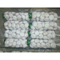 Top Quality Fresh Normal Garlic